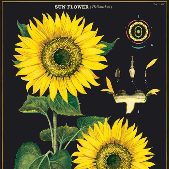 Cavallini & Co. Sunflowers Vintage Image Chart, 20” x 28” Inch - NWT - Picture 2 of 5